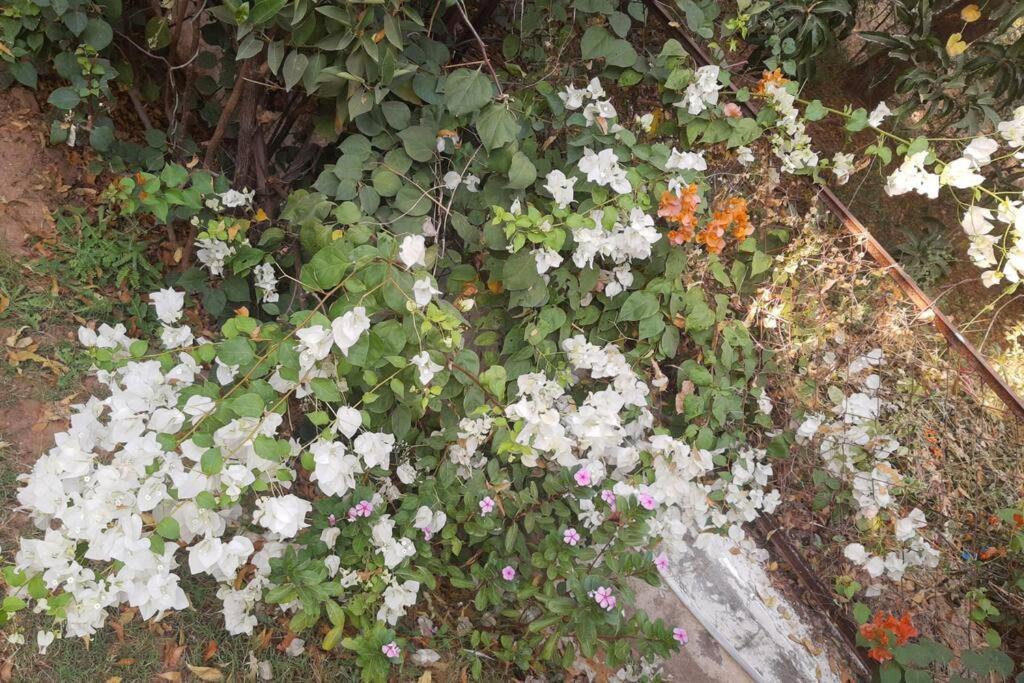 Mamta'S Home- Kensville Nānodra Εξωτερικό φωτογραφία